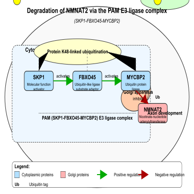 FIG-63c0ac2b00000506-Degradation_of_NMNAT2_via_the_PAM__SKP1_FBXO45_MYCBP2__E3_ligase_complex__Human_