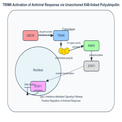 FIG-63c0ac2b00000593-TRIM6_activation_of_antiviral_response_via_unanchored_K48_linked_polyubiquitin__Human_