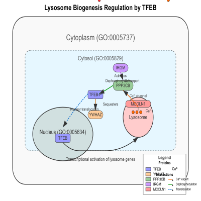 FIG-63c0ac2b00000641-Lysosome_biogenesis_by_TFEB_and_regulation_of_nuclear_translocation_via_dephosphorylation_by_PPP3CB_and_regulation_by_IRGM__Human_