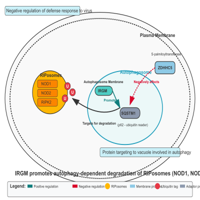 FIG-63c0ac2b00001143-IRGM_promotes_autophagy_dependent_degradation_of_RIPosomes__NOD1__NOD2_and_RIPK2___Human_