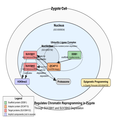 FIG-63c0ac2b00001566-DCAF13_regulates_chromatin_reprogramming_in_the_zygote_through__SUV39H1_and_SUV39H2_degradation___Human_