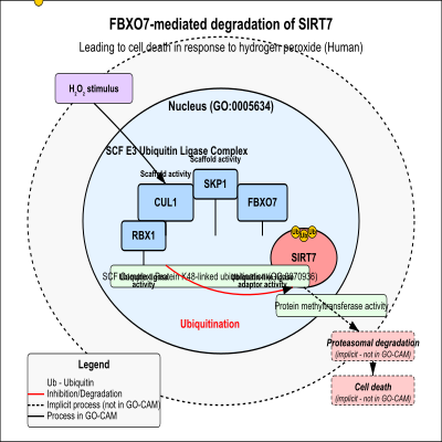 FIG-63c0ac2b00001853-FBXO7_mediated_degradation_of_SIRT7_leading_to_cell_death_in_response_to_hydrogen_peroxide___Human_