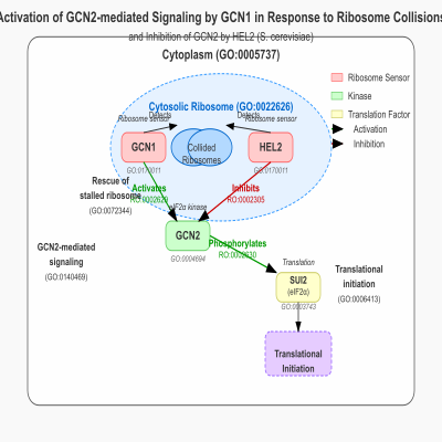 FIG-63e5937500000106-Activation_of_the_GCN2_mediated_signaling_by_GCN1_in_response_to_ribosome_collisions_and_inhibition_of_GCN2_by_HEL2__S_cerevisiae_