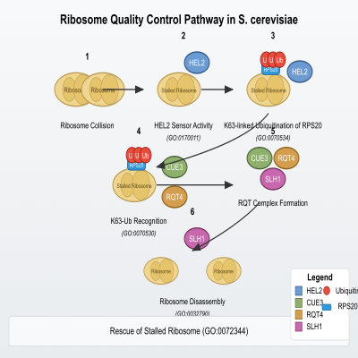 FIG-63e5937500000160-Activation_of_the_ribosome_quality_control__by_HEL2_in_response_to_ribosome_collisions__leading_to_ubiquitination_of_RPS20_us10_and_ribosome_dissociation_by_the_RQT_complex__composed_of_CUE3__RQT4_and_SLH1__S_cerevisiae_