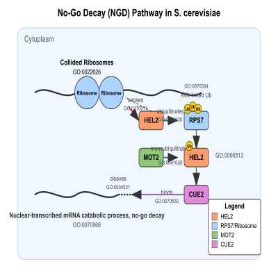 FIG-63e5937500000215-Activation_of_the_No_Go_decay__NGD__pathway_in_response_to_ribosome_collision_by_HEL2__leading_to_ubiquitination_of_RPS7_eS7__recruitment_of_CUE2_and_mRNA_degradation__S_cerevisiae__