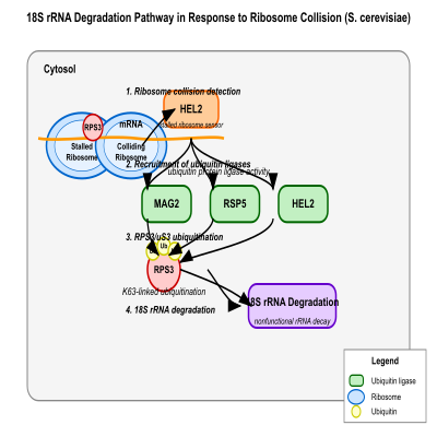 FIG-63e5937500000284-18S_rRNA_degradation_in_response_to_ribosome_collision_by_HEL2__leading_to_ubiquitination_of_RPS3_uS3_by_MAG2__RSP5_and_HEL2_and_rRNA_degradation__S_cerevisiae__