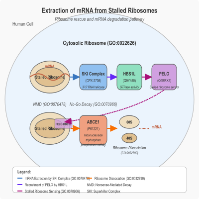 FIG-63e5937500001279-Extraction_of_mRNA_from_stalled_ribosomes_by_the_SKI_complex__leading_to_recruitment_of_the_PELO_HBS1L_complex_that_binds_to_stalled_ribosomes__followed_by_ribosome_dissociation_by_ABCE1__Human_