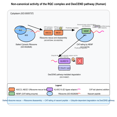 FIG-63f809ec00000560-Non_canonical_activity_of_the_RQC_complex_via_CAT_tailing_by_NEMF_that_promotes_degradation_of_incompletely_synthesized_nascent_proteins_by_the_DesCEND_pathway__Human_