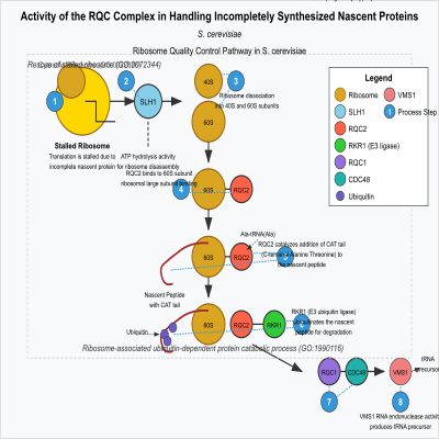 FIG-63f809ec00000635-Activity_of_the_RQC_complex_via_ubiquitination_and_degradation_of_incompletely_synthesized_nascent_proteins__by_RQC2_and_RKR1_LTN1__following_ribosome_dissociation__S_cerevisiae__
