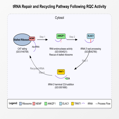 FIG-63f809ec00000701-tRNA_repair_and_recycling_by_ANKZF1__ELAC1_and_TRNT1_following_activity_of_the_RQC_complex_in_response_to_stalled_ribosomes__Human_
