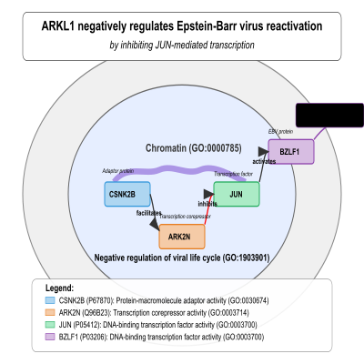 FIG-63f809ec00001358-ARKL1_negatively_negulates_Epstein_Barr_virus_reactivation_by_inhibiting_JUN_mediated_transcription___Human_Epstein_Barr_virus_