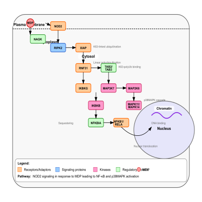FIG-641ce4dc00000050-NOD2_signaling_in_response_to_muramyl_dipeptide__MDP___leading_to_NF_kappa_B_and_MAPK_kinase_activation___Human_