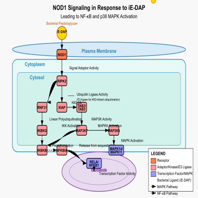 FIG-641ce4dc00000214-NOD1_signaling_in_response_to_gamma_D_glutamyl_meso_diaminopimelic_acid__iE_DAP___leading_to_NF_kappa_B_and_MAP_kinase_activation___Human_