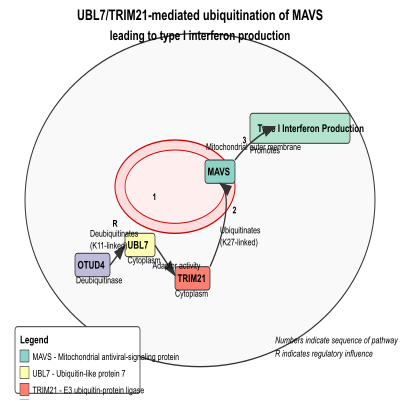 FIG-641ce4dc00000586-UBL7_TRIM21_mediated_ubiquitination_of_MAVS_leading_to_type_I_interferon_production__Human_