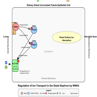 FIG-6438950a00000714-Regulation_of_ion_transport_in_the_distal_nephron_by_WNK4__Human_