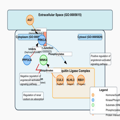 FIG-6438950a00000766-Ubiquitination_of_WNK4_in_the_distal_nephron_by_KLHL3_and_its_regulation_by_phosphorylation_and_dephosphorylation__Human_