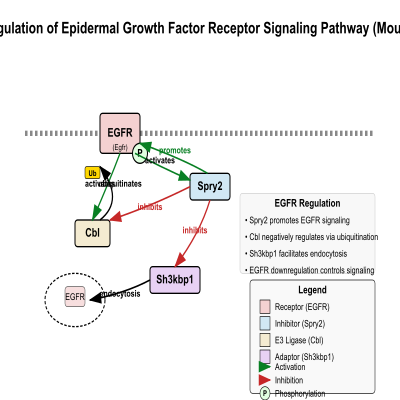 FIG-6446bfcb00001000-Positive_regulation_of_epidermal_growth_factor_receptor_signaling_pathway_1__Mouse_