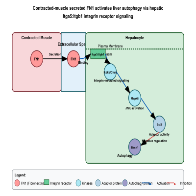 FIG-645d887900000439-Contracted_muscle_secreted_FN1_activates_liver_autophagy_via_hepatic_Itga5_Itgb1_integrin_receptor_signaling___Mouse_