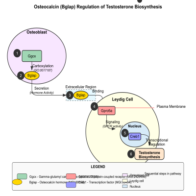 FIG-645d887900000671-Osteocalcin__bglap__hormone_produced_by_osteoblasts_binds_Gprc6a__receptor_and_regulates_testosterone_biosynthesis_and_male_fertility__Mouse__