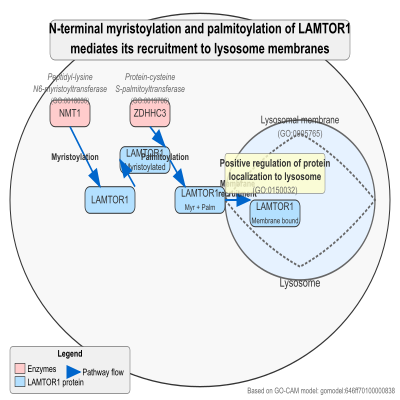 FIG-646ff70100000838-N_terminal_myristoylation_and_palmitoylation_of_LAMTOR1_mediates_its_recruitment_to_lysosome_membranes__Human_