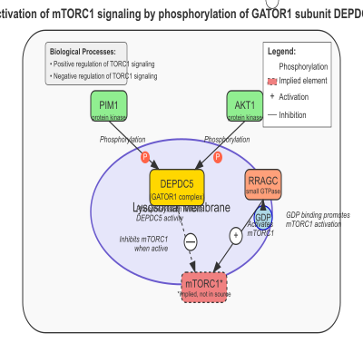 FIG-646ff70100001795-Activation_of_the_mTORC1_signaling_by_phosphorylation_of_GATOR1_subunit_DEPDC5_by_AKT1_and_PIM1__Human_