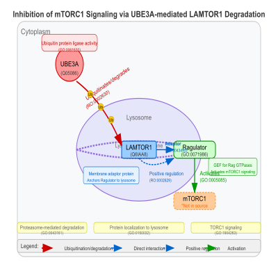 FIG-646ff70100001877-Inhibition_of_the_canonical_mTORC1_signaling_via_ubiquitination_and_degradation_of_LAMTOR1_by_UBE3A__Human_