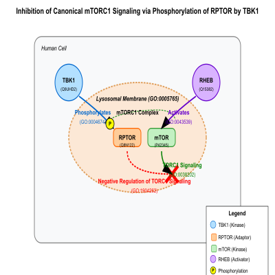 FIG-646ff70100003456-Inhibition_of_the_canonical_mTORC1_signaling_via_phosphorylation_of_RPTOR_by_TBK1__Human_
