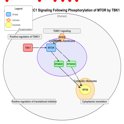 FIG-646ff70100003516-Activation_of_mTORC1_signaling_following_phosphorylation_of_MTOR_by_TBK1__Human_
