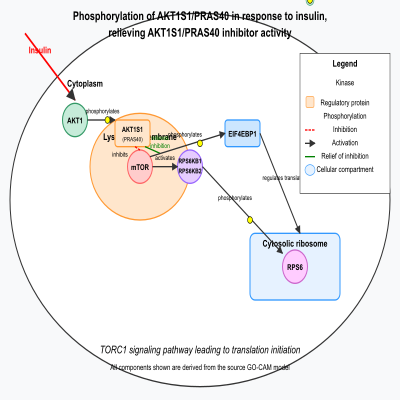 FIG-646ff70100004457-Phosphorylation_of_AKT1S1_PRAS40_in_response_to_insulin__relieving__AKT1S1_PRAS40_inhibitor_activity__Human_
