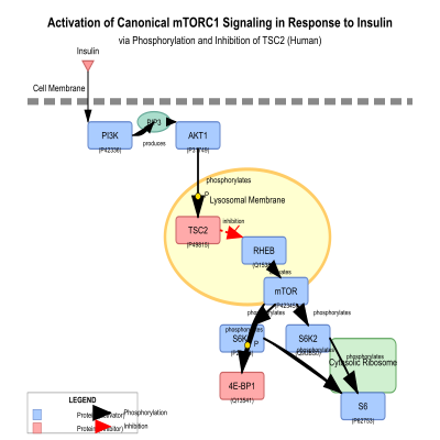 FIG-646ff70100004848-Activation_of_the_canonical_mTORC1_signaling_in_response_to_insulin_via_phosphorylation_and_inhibition_of_TSC2__Human_