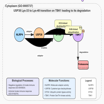 FIG-646ff70100004973-USP38_Lys_33_to_Lys_48_transition_on_TBK1_leading_to_its_degratdation__Human_