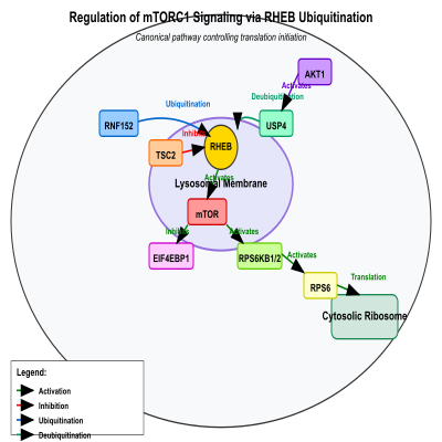 FIG-6482692800000198-Regulation_of_the_canonical_mTORC1_signaling__via_ubiquitination_and_deubiquitination_of_RHEB_by_RNF152_and_USP4__respectively__Human_