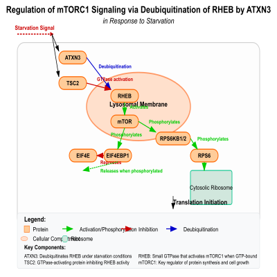 FIG-6482692800000330-Regulation_of_the_canonical_mTORC1_signaling__via_deubiquitination_of_RHEB_by_ATXN3_in_response_to_starvation__Human_