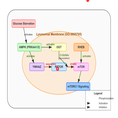 FIG-6482692800001739-Inhibition_of_the_canonical_mTORC1_signaling_via_phosphorylation_of_RPTOR_by_AMPK_in_response_to_glucose_starvation__Human_