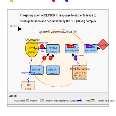 FIG-648d0dc100000321-Phosphorylation_of_DEPTOR_in_response_to_nutrients_leads_to_its_ubiquitination_and_degradation_by_the__SCF_BTRC__complex__Human__