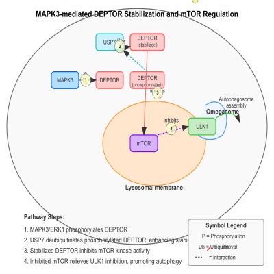 FIG-648d0dc100000867-Phosphorylation_of_DEPTOR_by_MAPK3_ERK1_promotes_DEPTOR_deubiquitination_by_USP7_and_enhanced_protein_stability__Human__