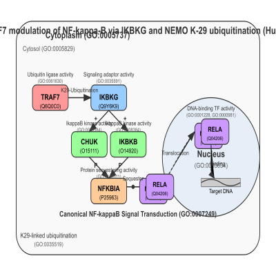 FIG-6494e2e900000187-TRAF7_modulation_of_NF_kappa_B_via_IKBKG_and_NEMO_K_29_ubquitination__Human_