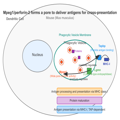 FIG-6494e2e900001469-Mpeg1_perforin_2_forms_a_pore_for_to_deliver_antigens_for_cross_presentation__Mouse_