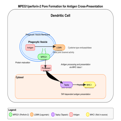 FIG-6494e2e900001496-MPEG1_perforin_2_forms_a_pore_for_to_deliver_antigens_for_cross_presentation__Human_