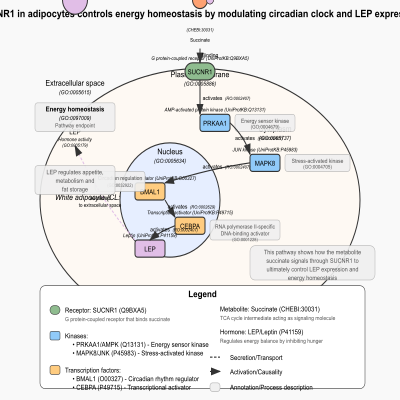 FIG-6494e2e900002525-SUCNR1_in_adipocytes_controls_energy_homeostasis_by_modulating_circadian_clock_and_LEP_expression___Human_