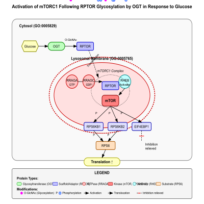 FIG-64d5781900000615-Activation_of_canonical_mTORC1_following_glycosylation_of_RPTOR_by_OGT_in_response_to_glucose_sufficiency__Human_