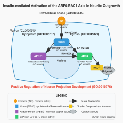 FIG-64d5781900002033-Insulin_mediated_activation_of_the_ARF6_RAC1_axis_in_neurite_outgrowth__Human_