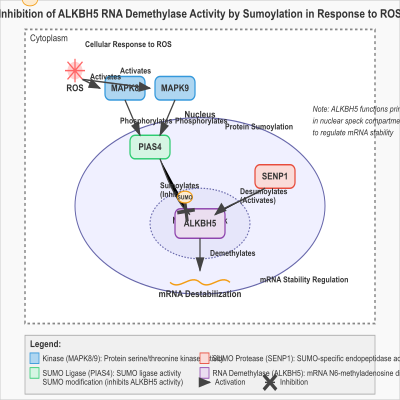 FIG-64e7eefa00001258-Inhibition_of_ALKBH5_RNA_demethylase_activity_by_sumoylation_in_response_to_reactive_oxygen_species__Human_