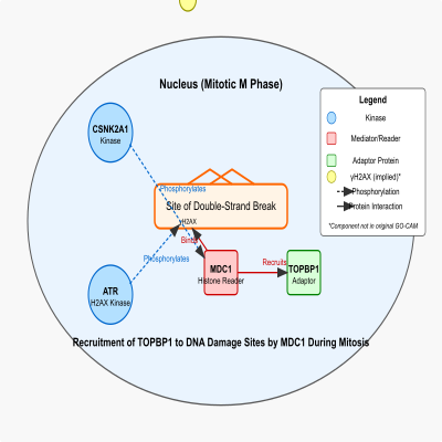 FIG-65039e8700000010-Recruitment_of_TOPBP1_to_DNA_damage_sites_by_MDC1_during_mitosis__Human_