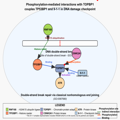 FIG-65039e8700000055-Phosphorylation_mediated_interactions_with_TOPBP1_couples_TP53BP1_and_9_1_1_in_DNA_damage_checkpoint__Human__