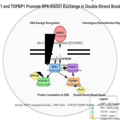 FIG-65039e8700000196-HTATSF1_and_TOPBP1_promote_RPA_RAD51_exchange_in_double_strand_break_repair_via_homologous_recombination__Human__