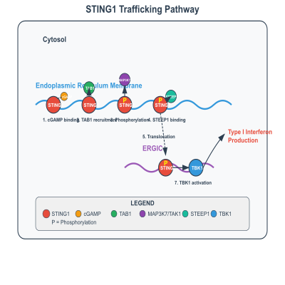 FIG-65288b2200000643-STING1_trafficking_from_the_endoplasmic_reticulum_and_the_ERGIC_following_phosphorylation_by_MAP3K7_TAK1_and_interaction_with_STEEP1__Human_