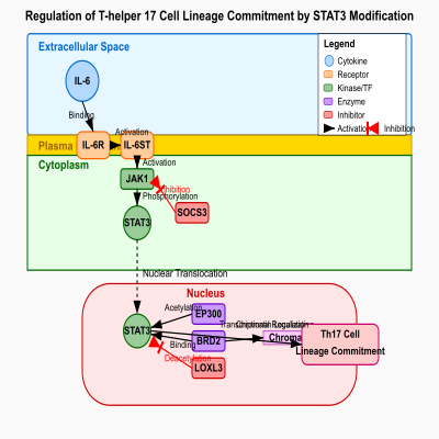FIG-653b0ce600000016-Regulation_of_T_helper_17_cell_lineage_commitment_by_acetylation_and_deacetylation_of_STAT3__Human_