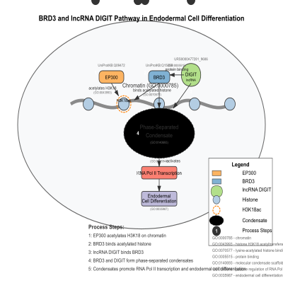FIG-653b0ce600000202-BRD3_and_lncRNA_DIGIT_form_phase_separated_condensates_to_induce_endoderm_cell_differentiation__Human__