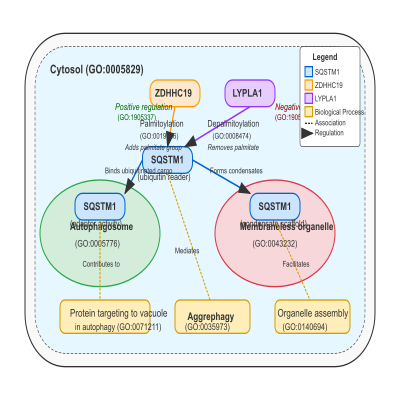 FIG-654d809000000010-Regulation_of_aggrephagy_via_palmitoylation_and_depalmitoylation_of_SQSTM1_by_ZDHHC19_and_LYPLA1__respectively___Human__